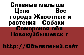 Славные малыши! › Цена ­ 10 000 - Все города Животные и растения » Собаки   . Самарская обл.,Новокуйбышевск г.